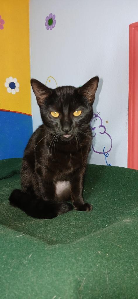 Enlarge Mao Mao, a Adoptable mixed breed in Crocker, MO image 1/1