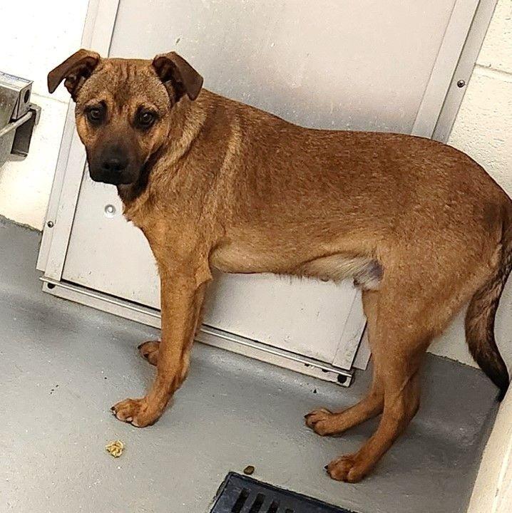 Enlarge Marley, a Adopted German Shepherd Dog in Springdale, AR image 1/1