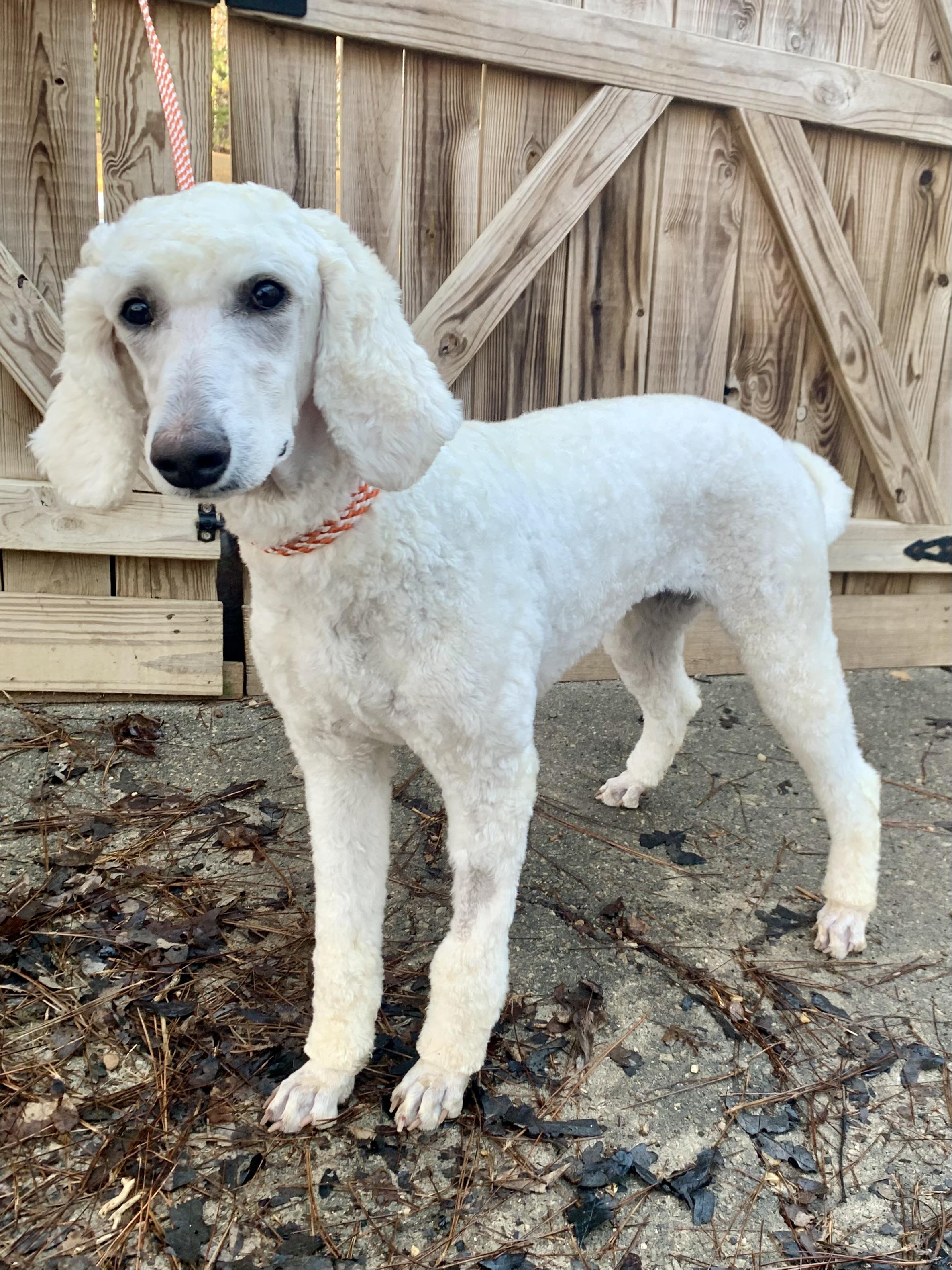 Pearl, adopted, Puppy Female Standard Poodle.