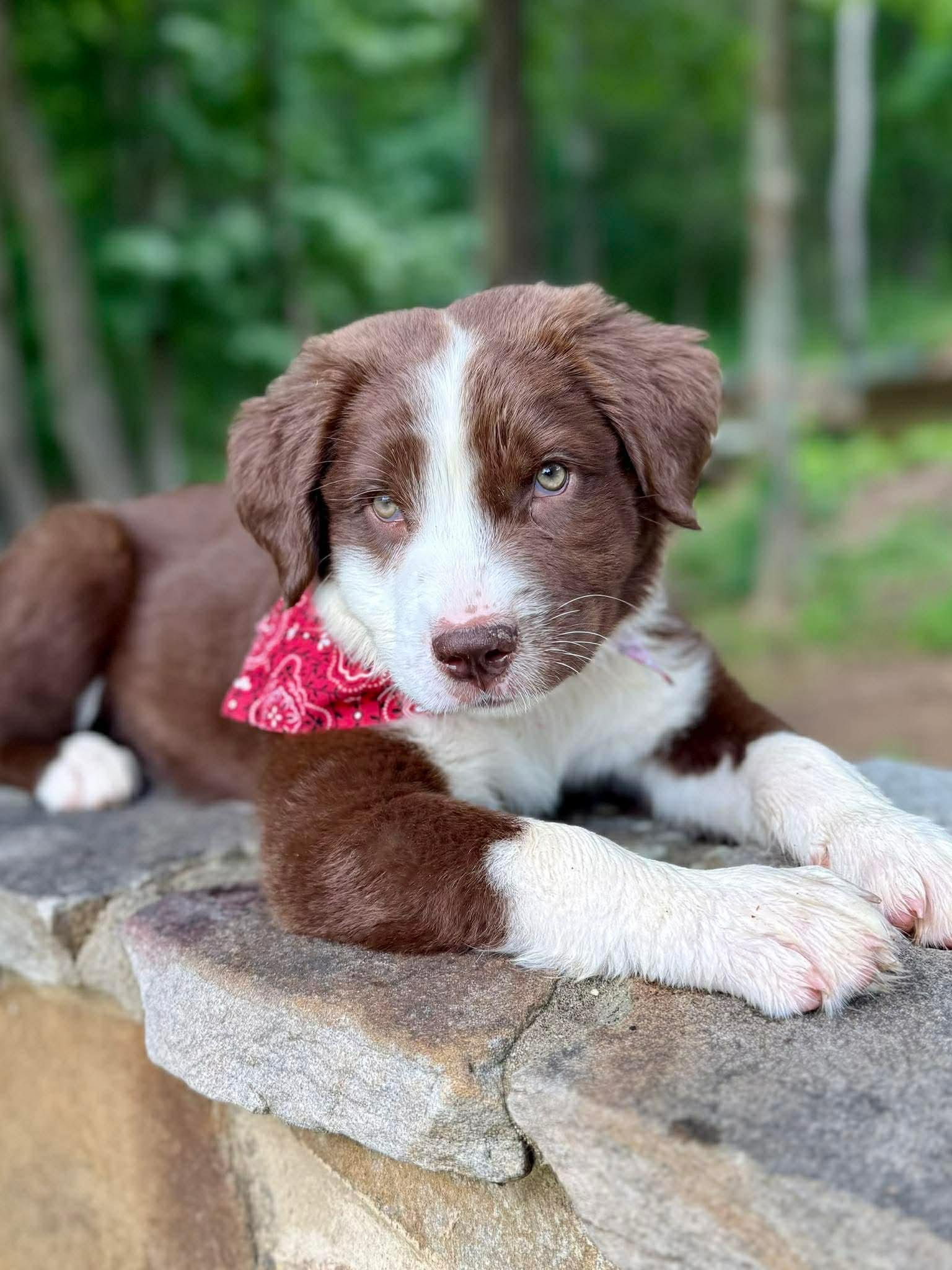Enlarge Orion, a Adoptable mixed breed in Westport, MA image 4/6