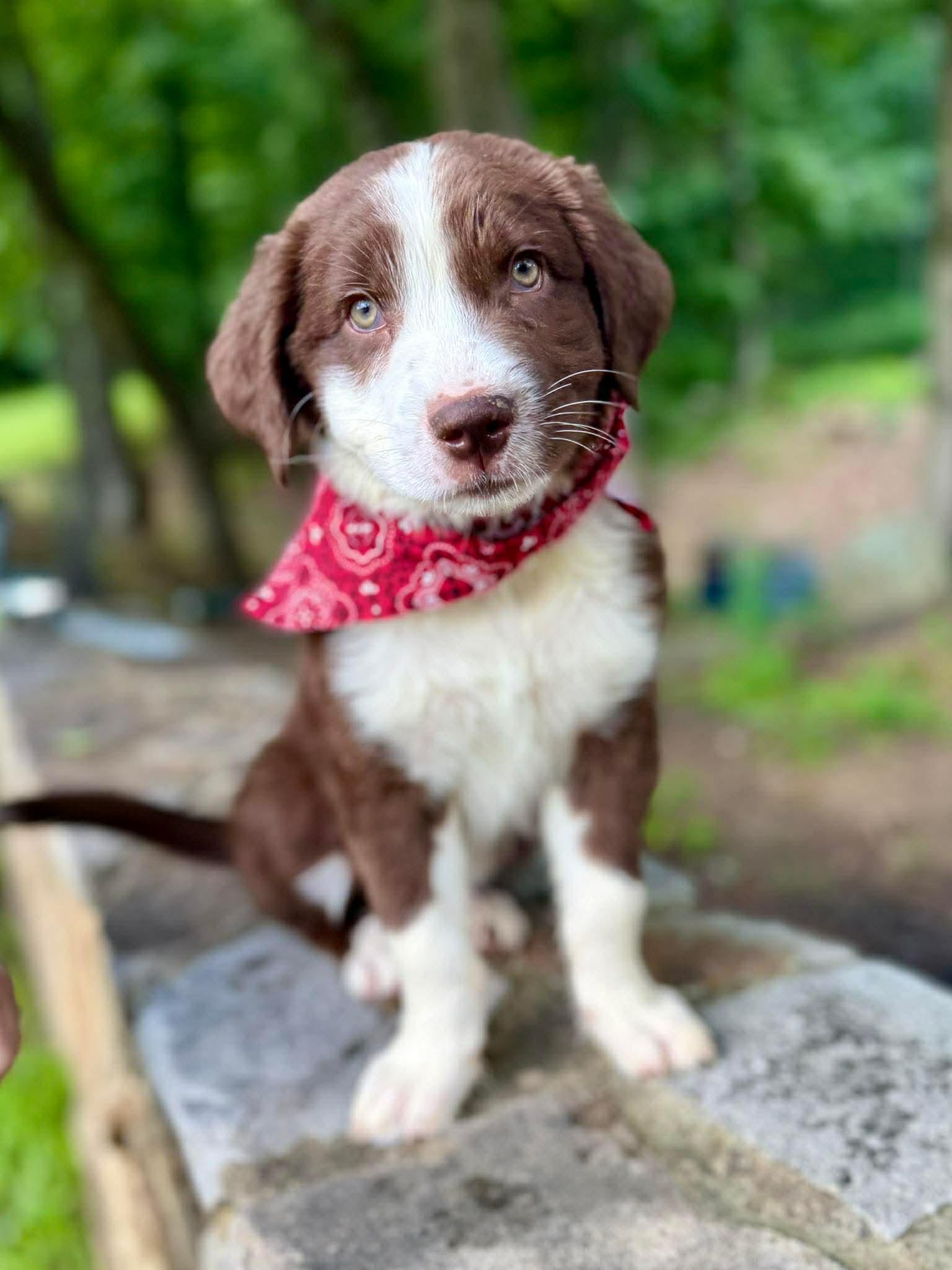 Enlarge Orion, a Adoptable mixed breed in Westport, MA image 5/6