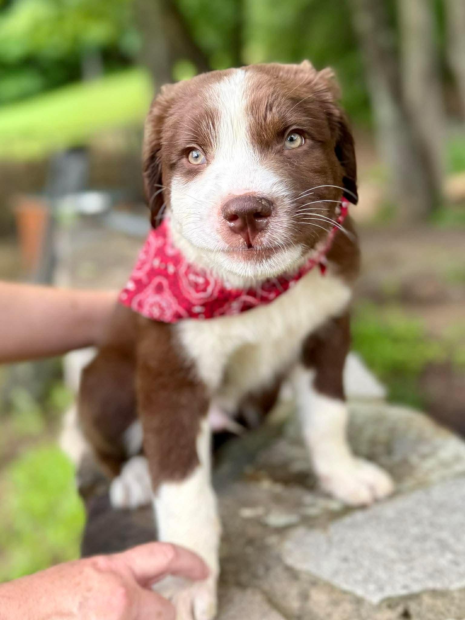 Enlarge Orion, a Adoptable mixed breed in Westport, MA image 3/6