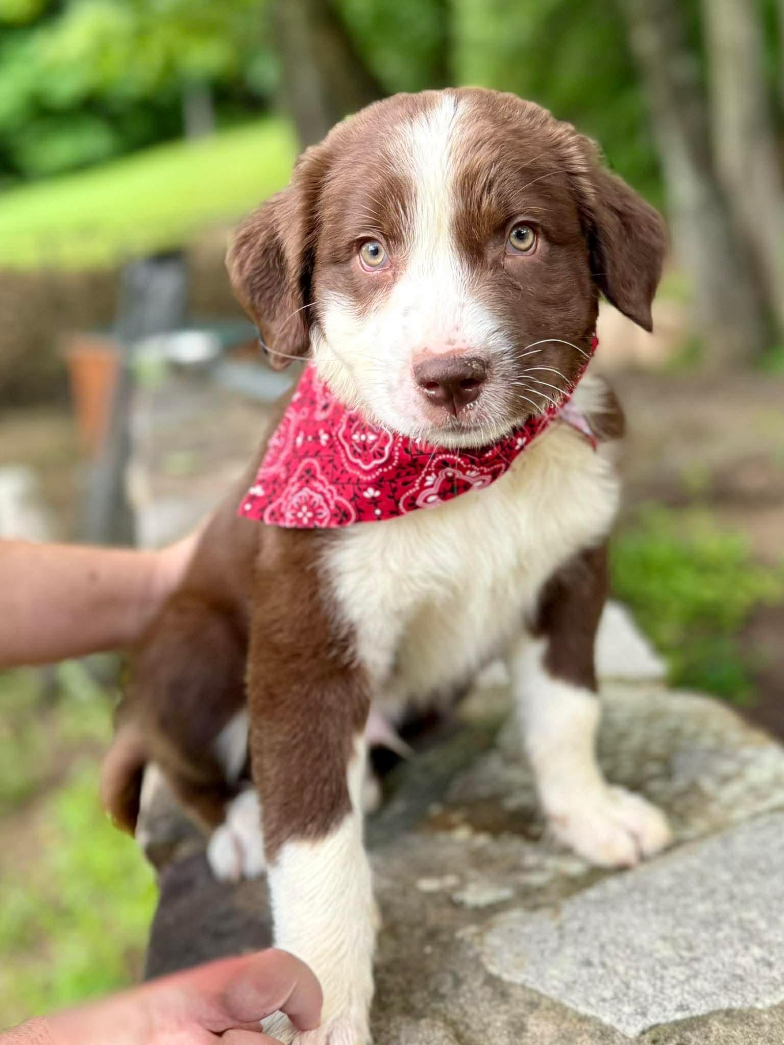 Orion, Adoptable, Puppy Male Australian Shepherd & American Bully.