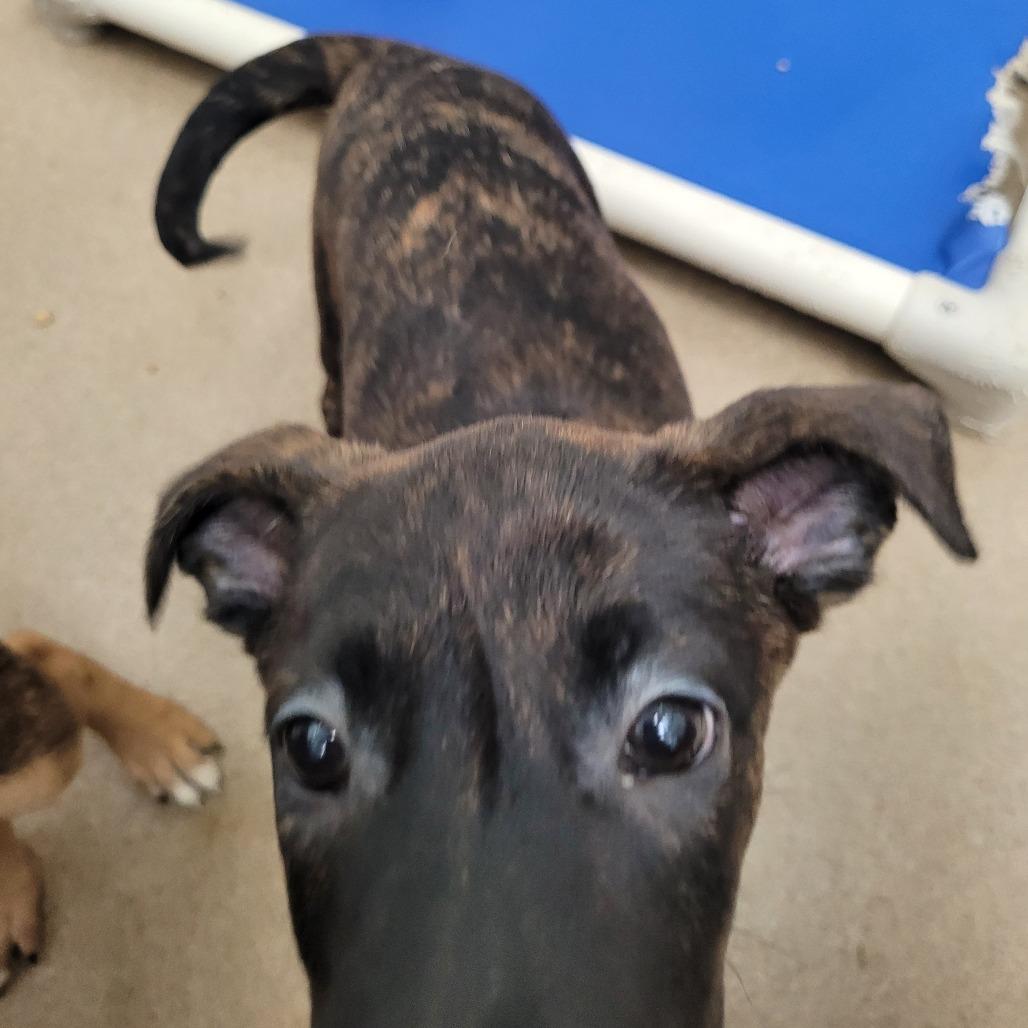 Rosa Barks, Adoptable, Puppy Female Terrier & Mixed Breed.