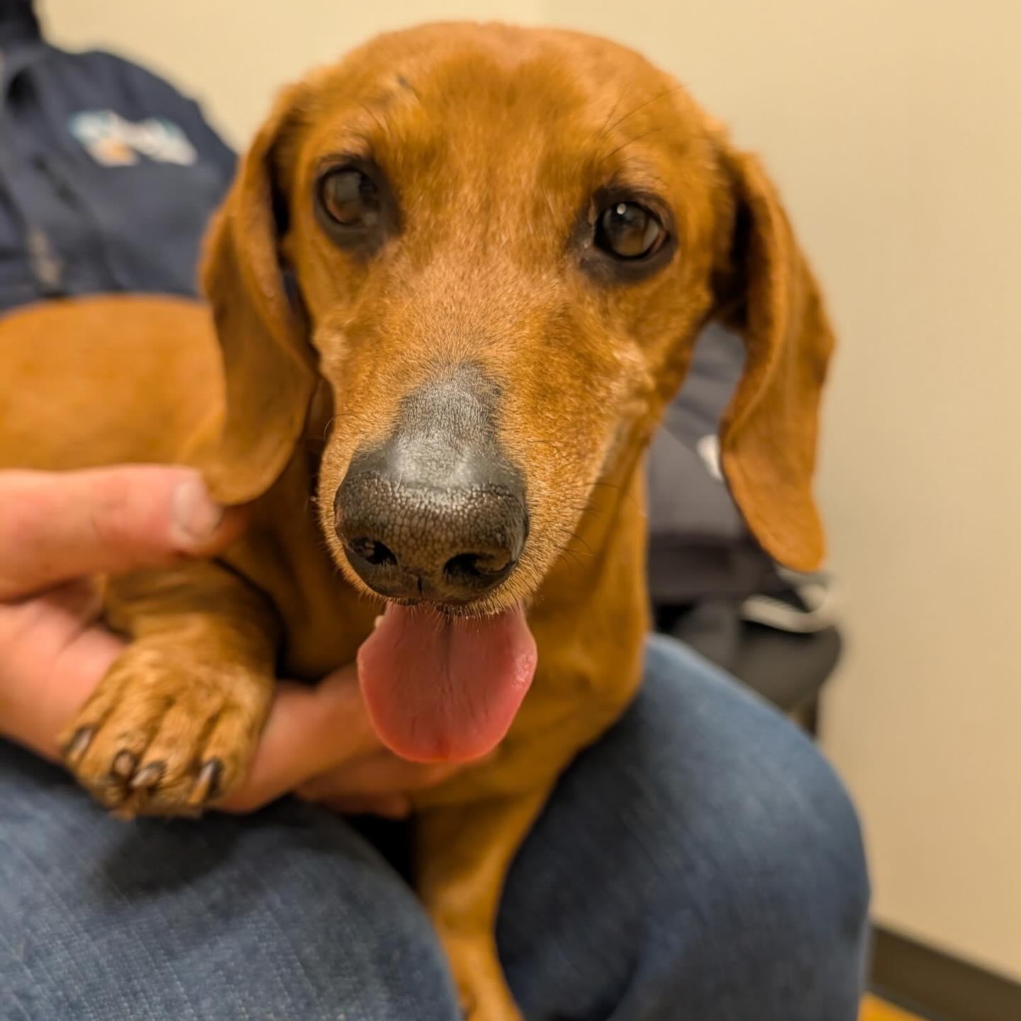 Enlarge Milton , a ADOPTABLE Dachshund in Portland, OR image 2/4