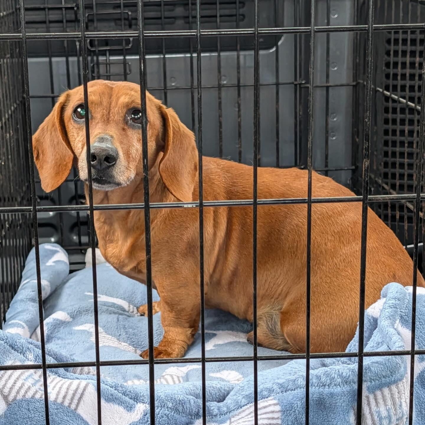 Enlarge Milton , a ADOPTABLE Dachshund in Portland, OR image 3/4