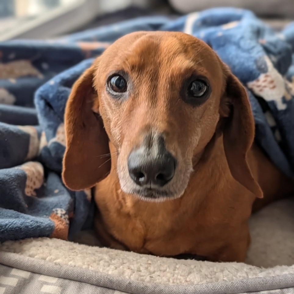Milton , ADOPTABLE, Senior Male Dachshund.