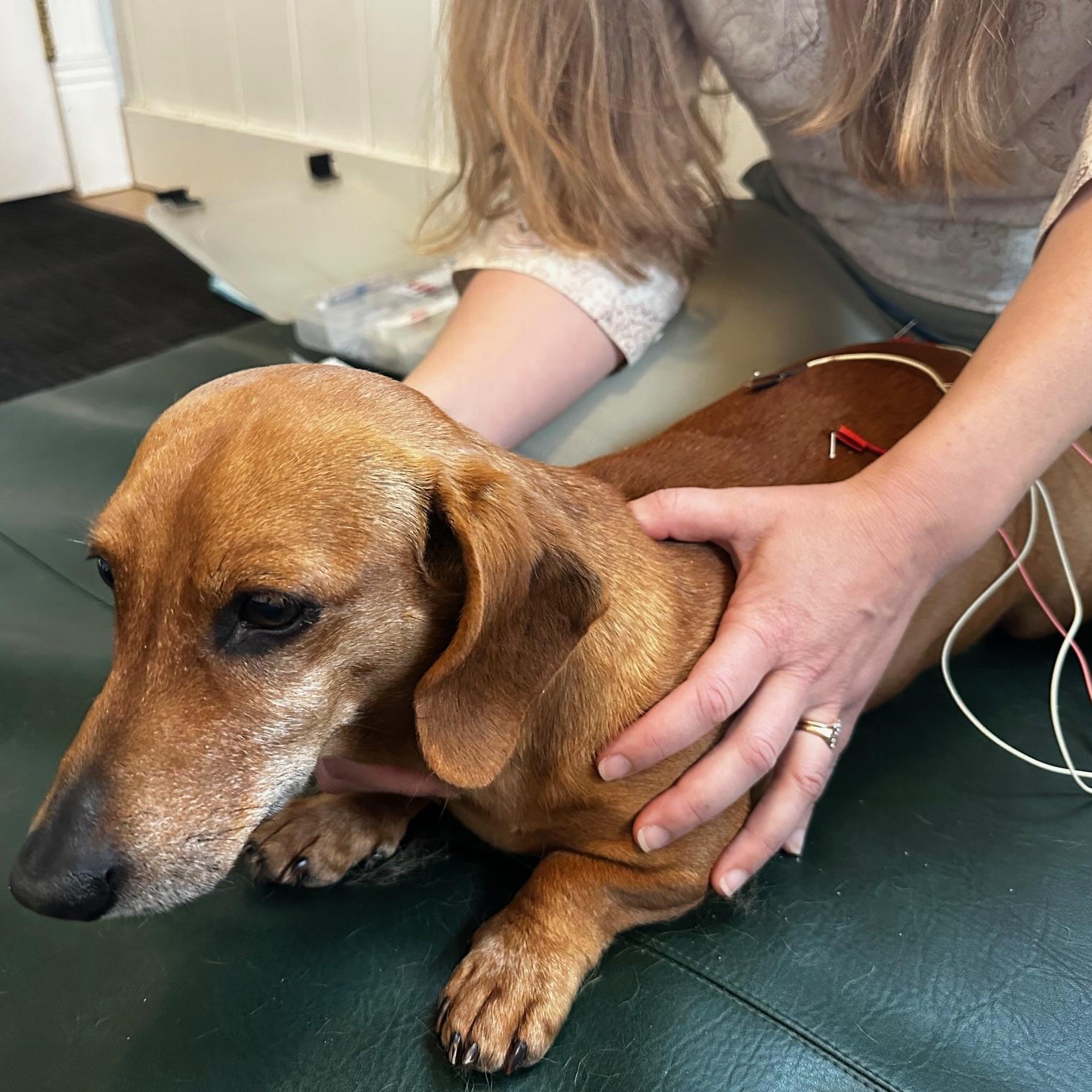 Enlarge Milton , a ADOPTABLE Dachshund in Portland, OR image 4/4
