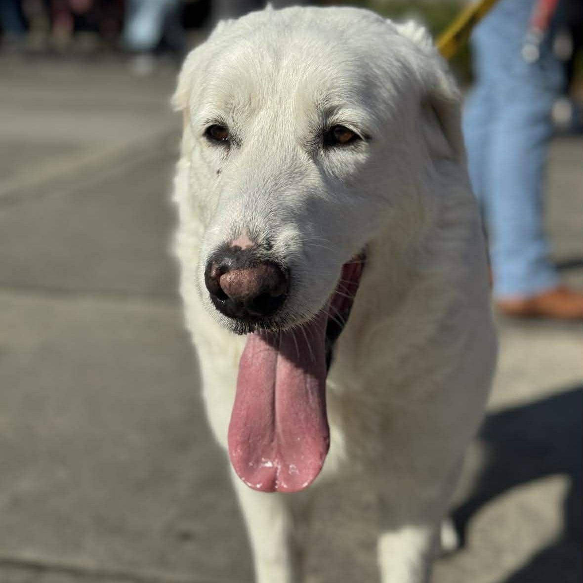 Enlarge Whitney, an adopted Great Pyrenees in Wando, SC image 1/6