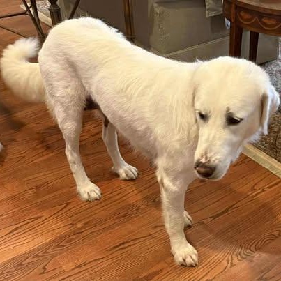 Whitney, a Adoptable Great Pyrenees in Wando, SC image 2/4