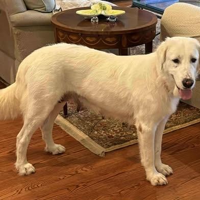 Whitney, a Adoptable Great Pyrenees in Wando, SC image 3/4