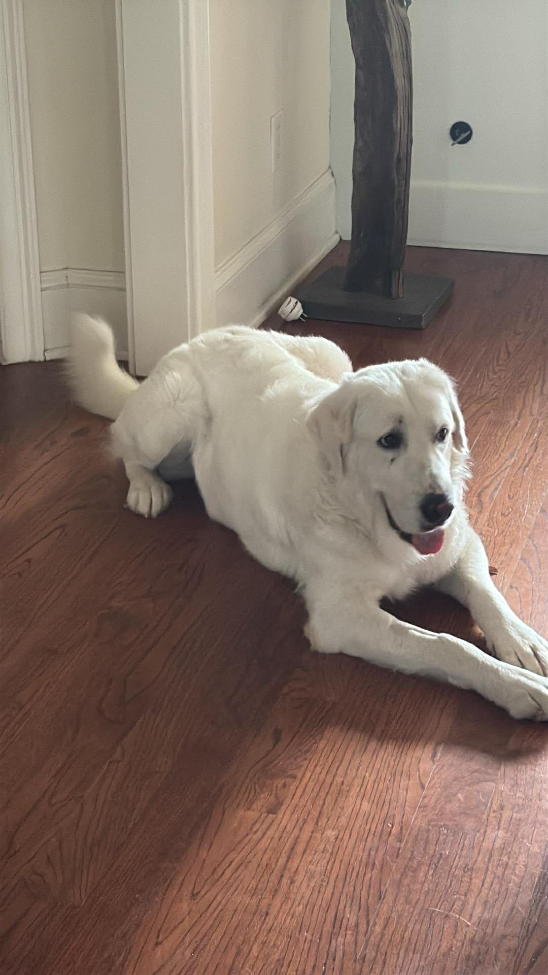 Enlarge Whitney, an adopted Great Pyrenees in Wando, SC image 6/6