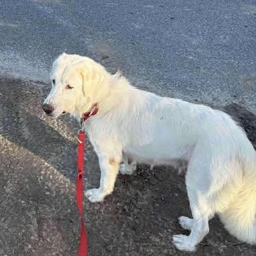 Whitney, a Adoptable Great Pyrenees in Wando, SC image 4/4