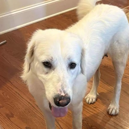 Whitney, Adoptable, Adult Female Great Pyrenees.