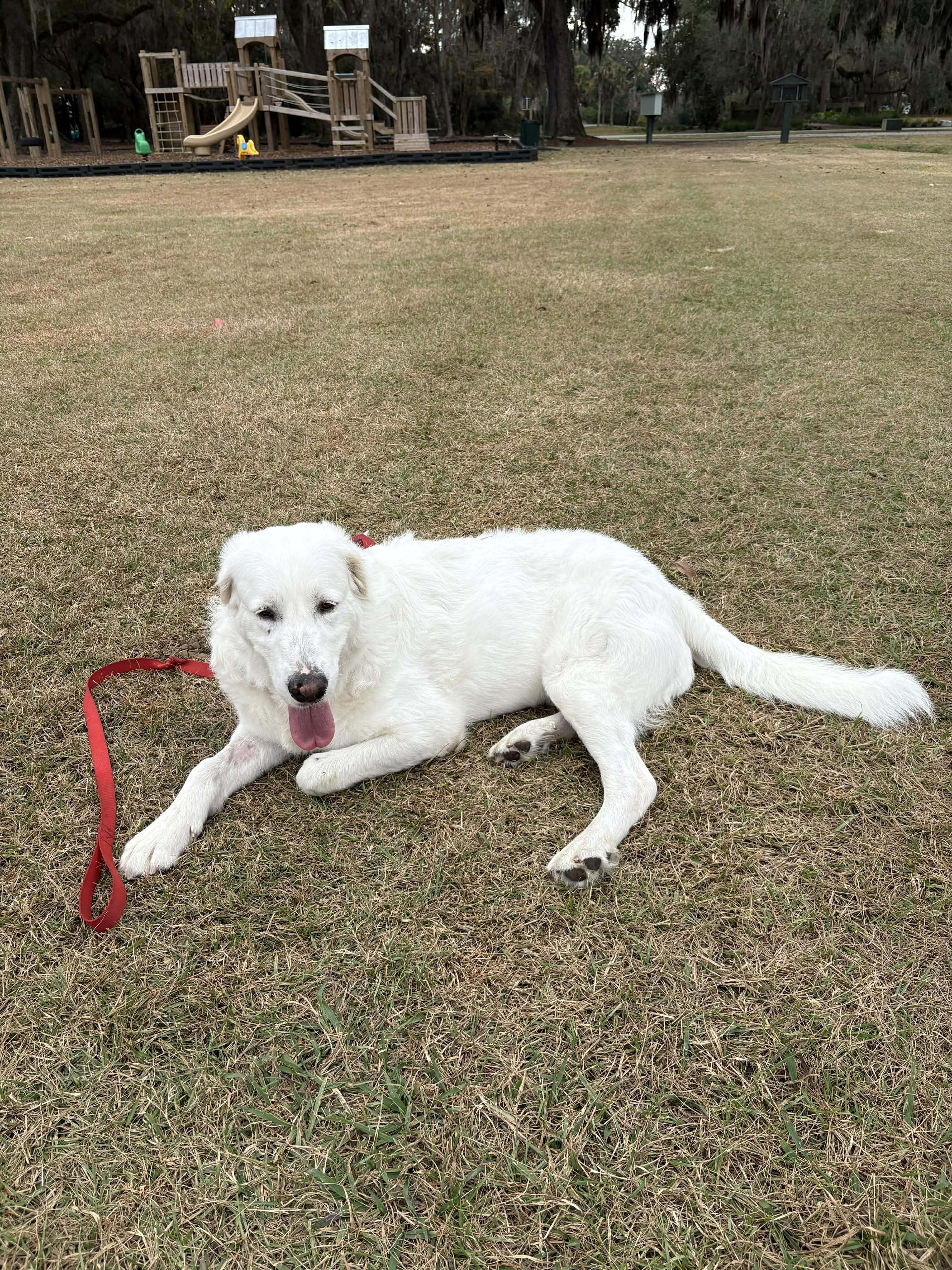 Enlarge Whitney, an adopted Great Pyrenees in Wando, SC image 3/6