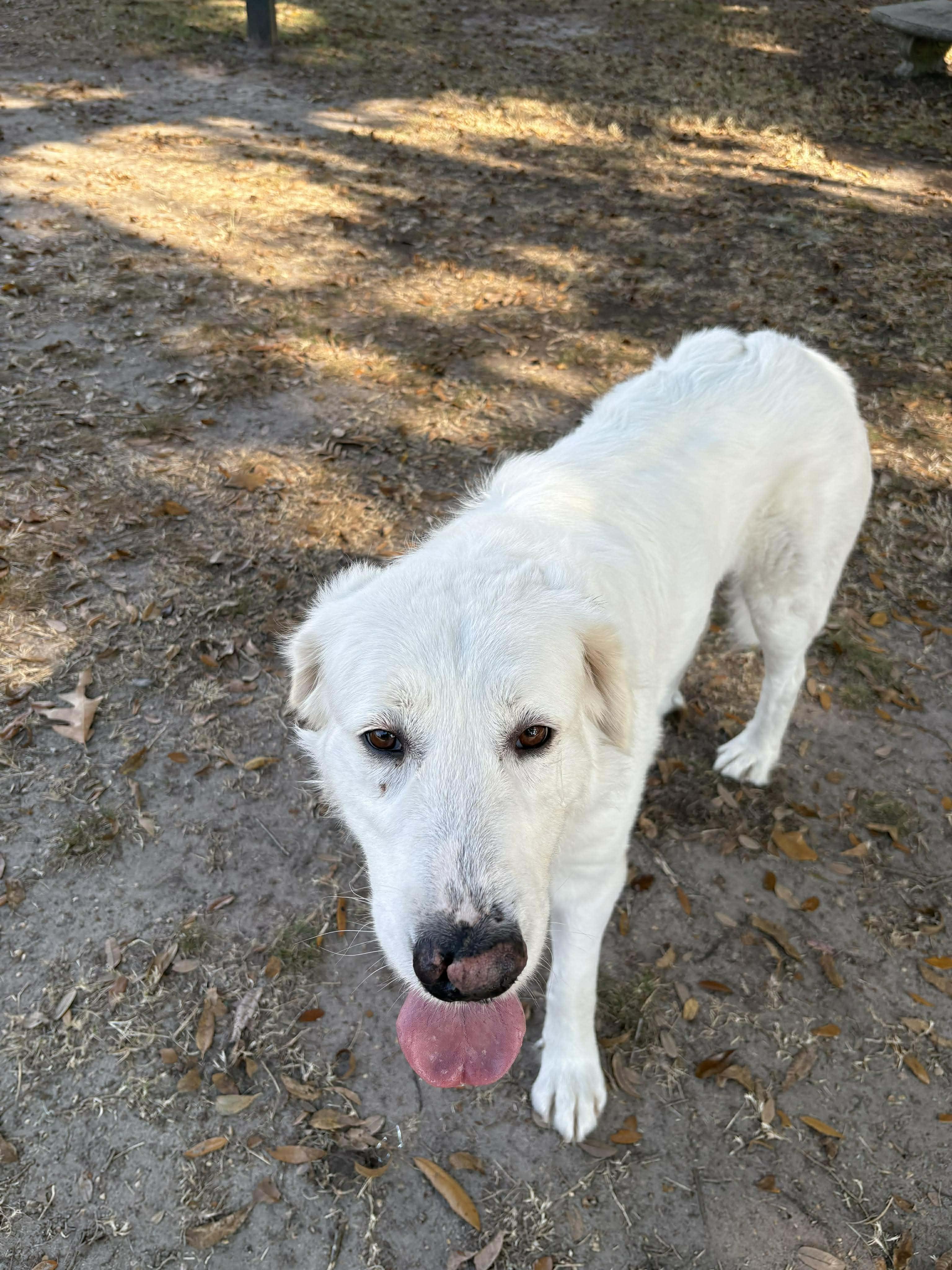 Enlarge Whitney, an adopted Great Pyrenees in Wando, SC image 2/6