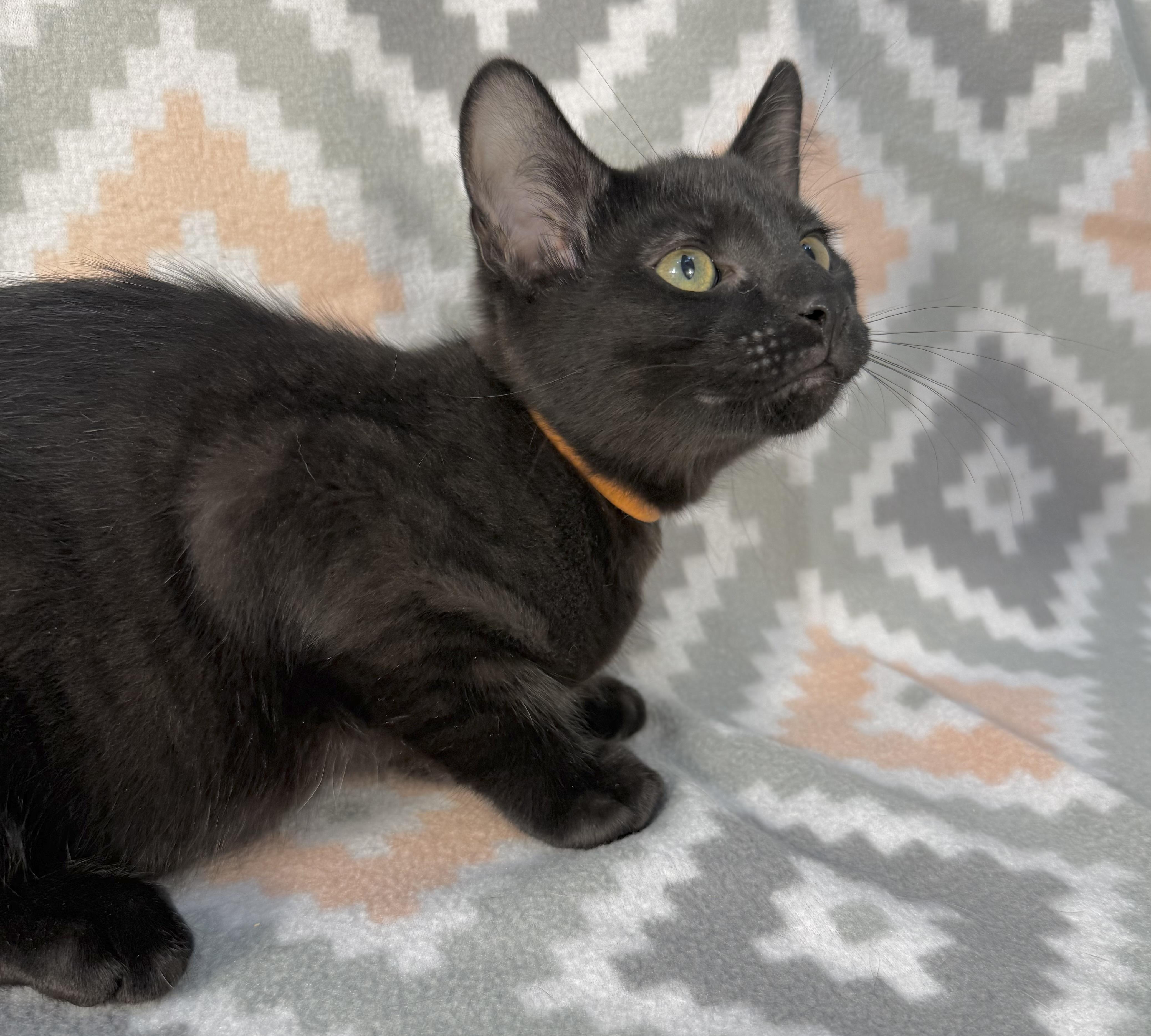 Enlarge McChicken, a Adoptable Domestic Short Hair in Minneapolis, MN image 2/3