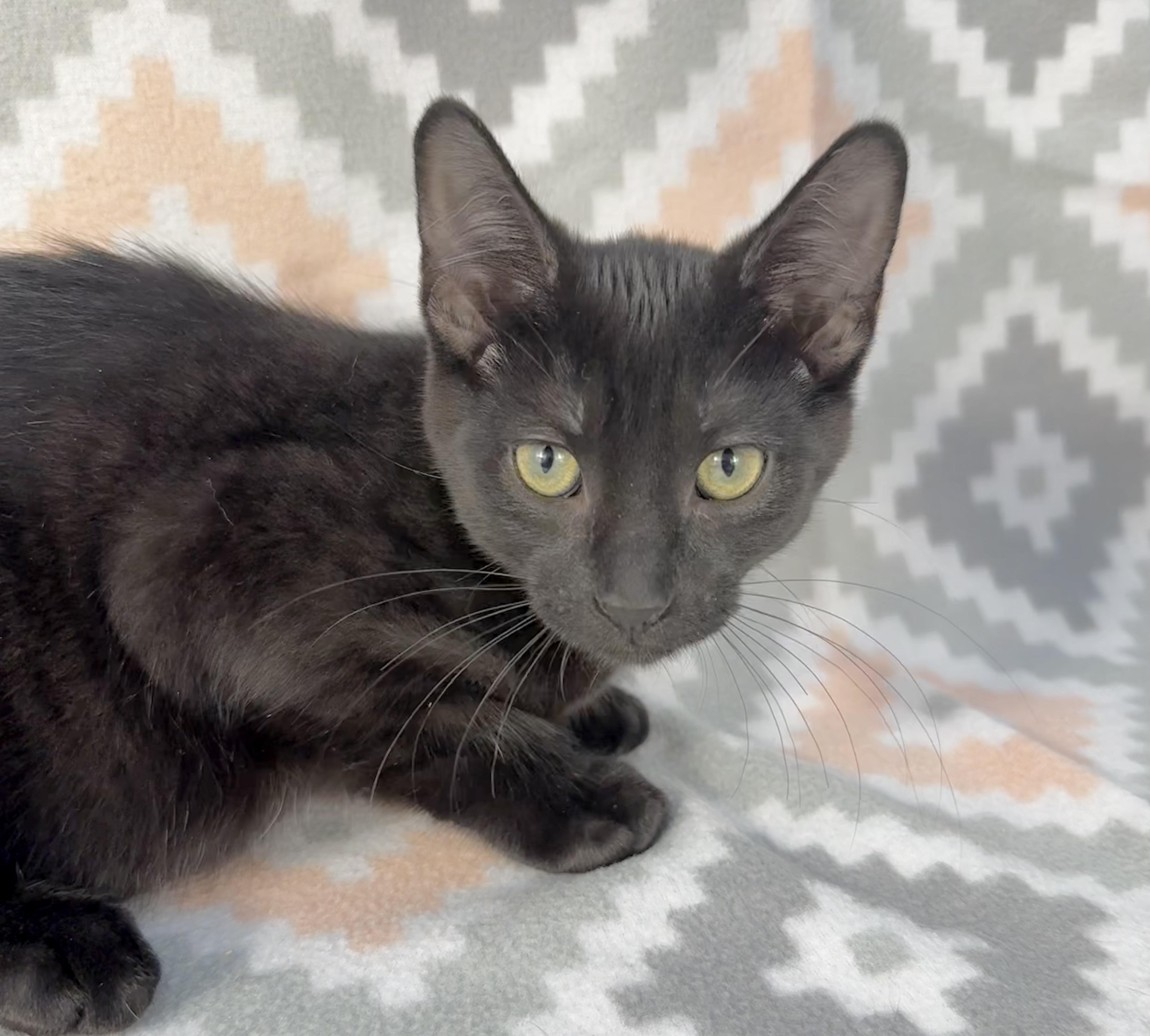 Enlarge McChicken, a Adoptable Domestic Short Hair in Minneapolis, MN image 1/3
