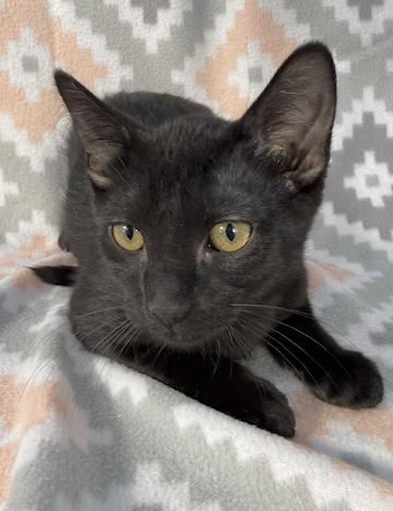 Enlarge McChicken, a Adoptable Domestic Short Hair in Minneapolis, MN image 3/3