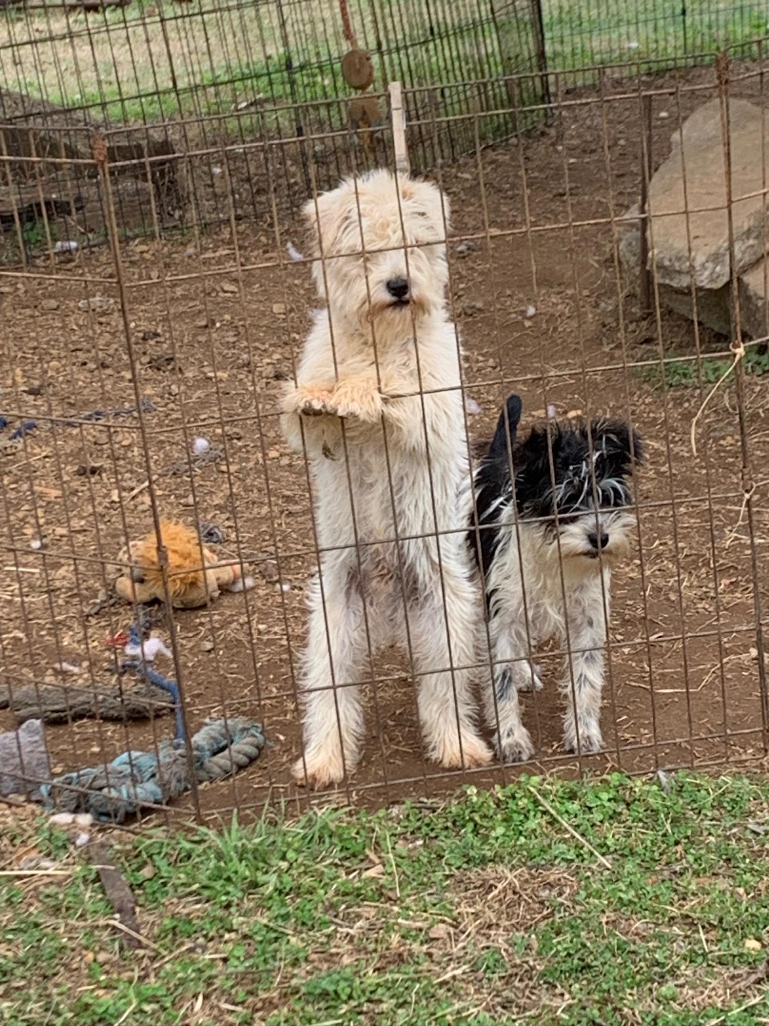 Enlarge Cindy Lu, a ADOPTABLE mixed breed in Sagaponack, NY image 3/5