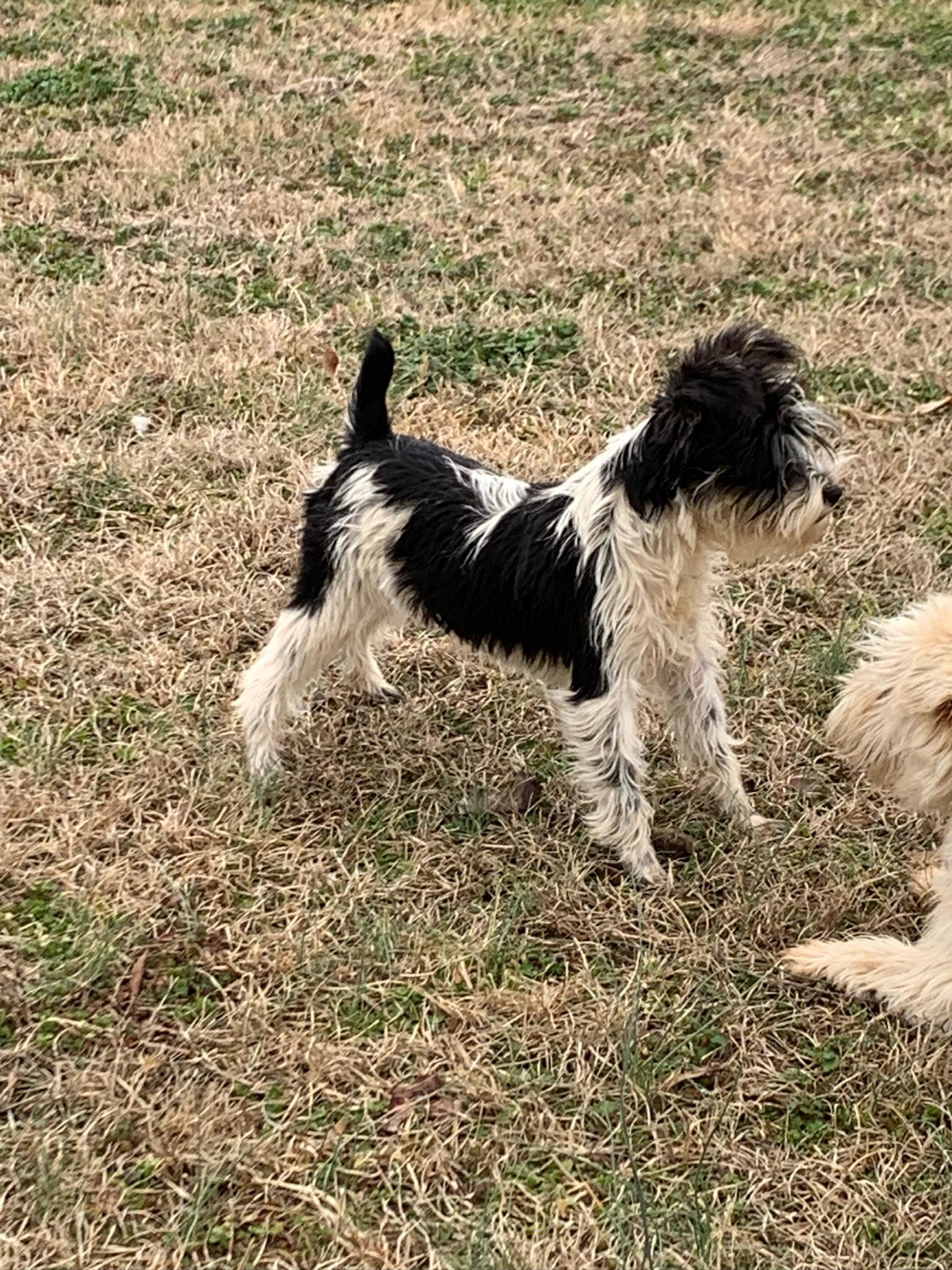 Enlarge Cindy Lu, a ADOPTABLE mixed breed in Sagaponack, NY image 4/5