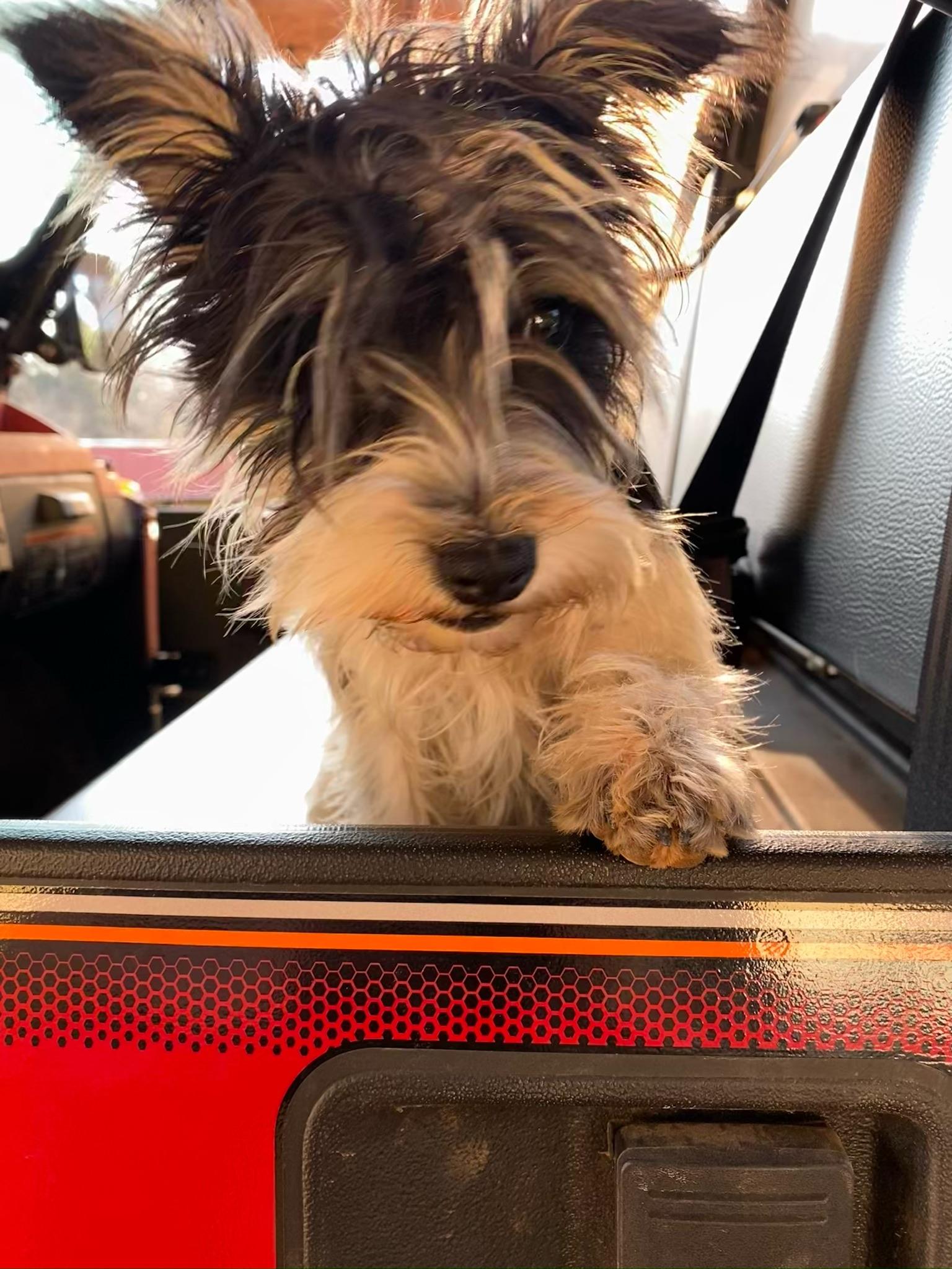 Enlarge Cindy Lu, a ADOPTABLE mixed breed in Sagaponack, NY image 5/5