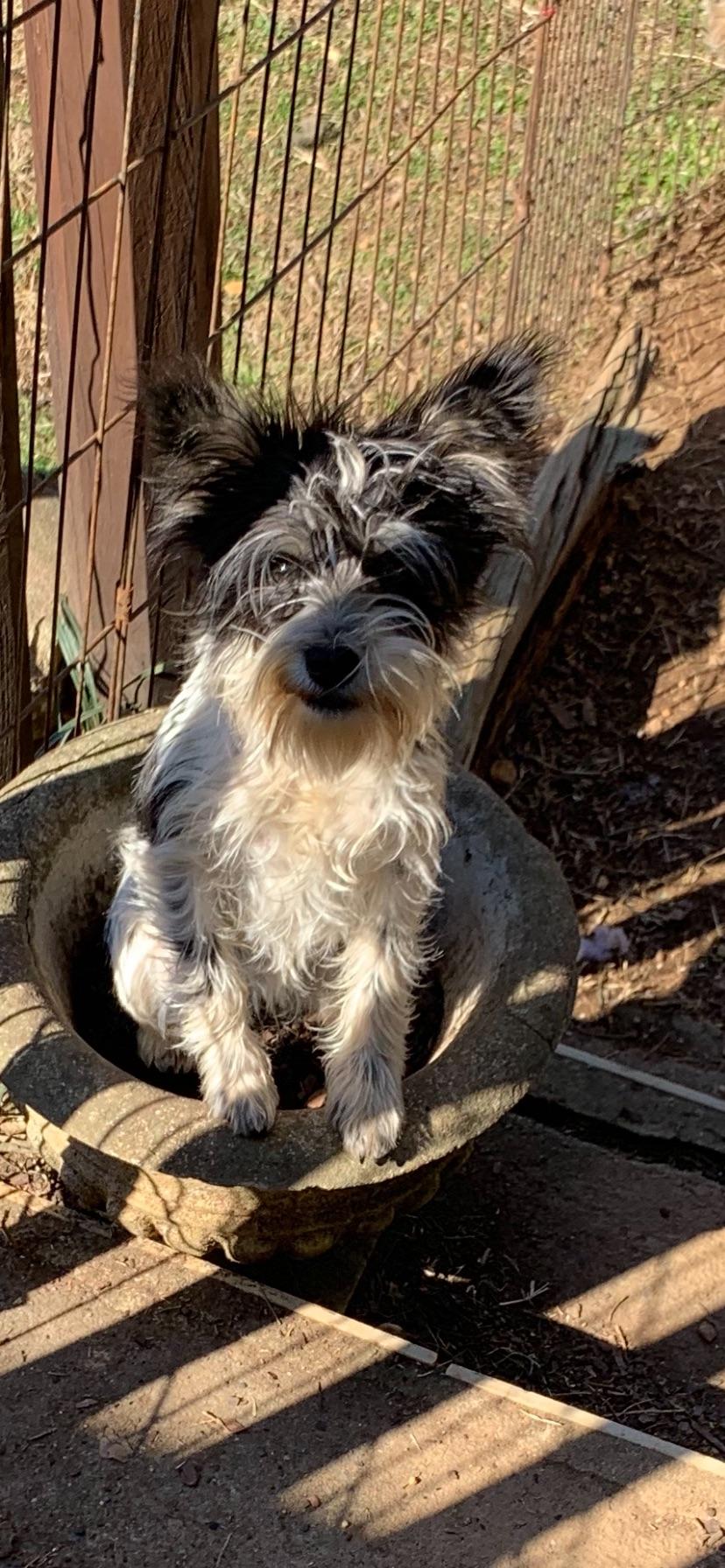 Enlarge Cindy Lu, a ADOPTABLE mixed breed in Sagaponack, NY image 2/5