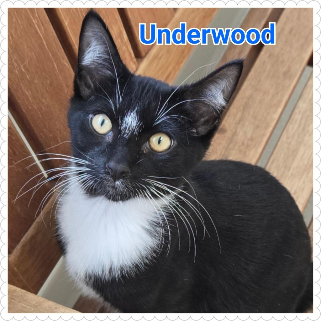 Enlarge Underwood, a Adoptable mixed breed in North Saint Paul, MN image 2/3