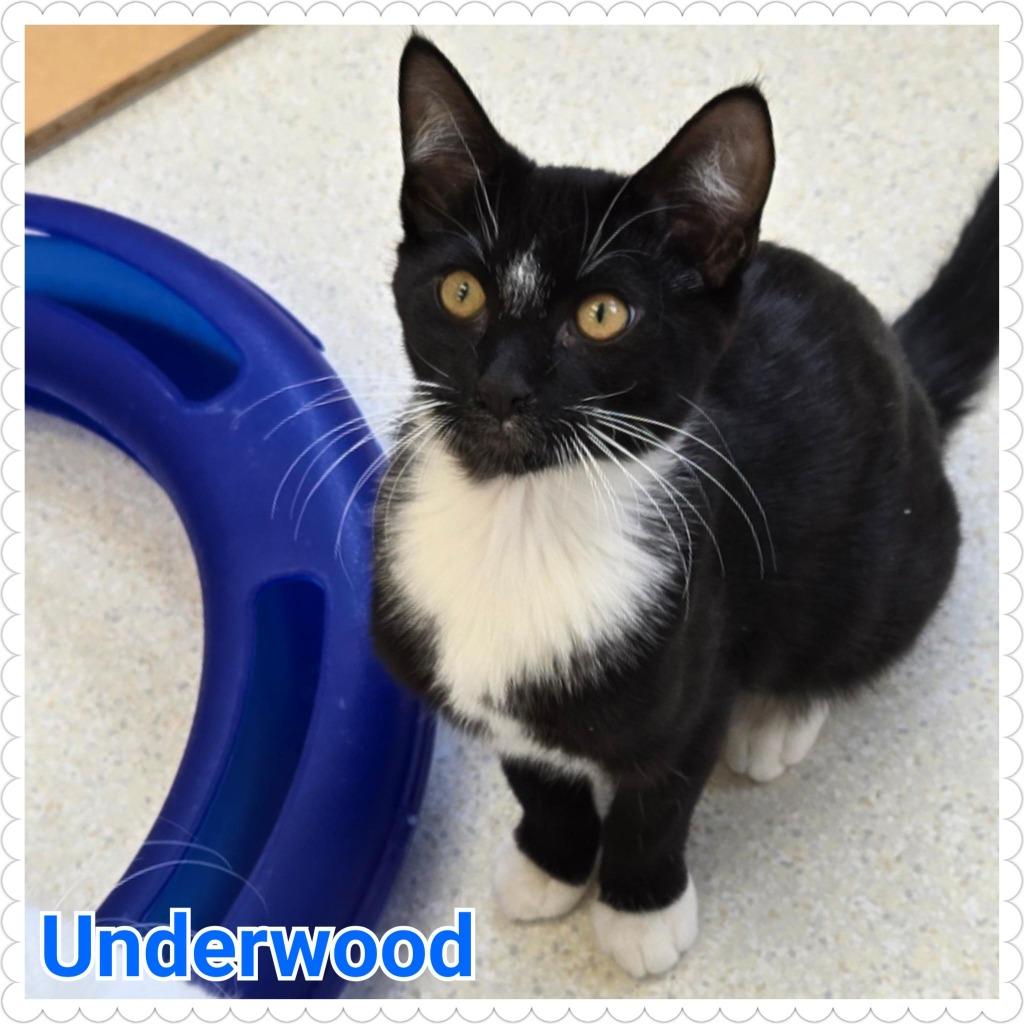 Enlarge Underwood, a Adoptable mixed breed in North Saint Paul, MN image 3/3
