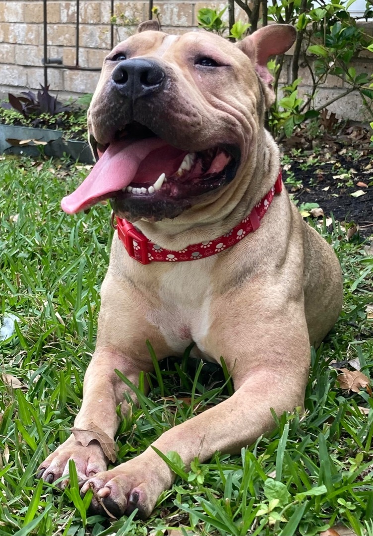 Enlarge Lucky, a Adoptable mixed breed in Bensalem, PA image 1/2