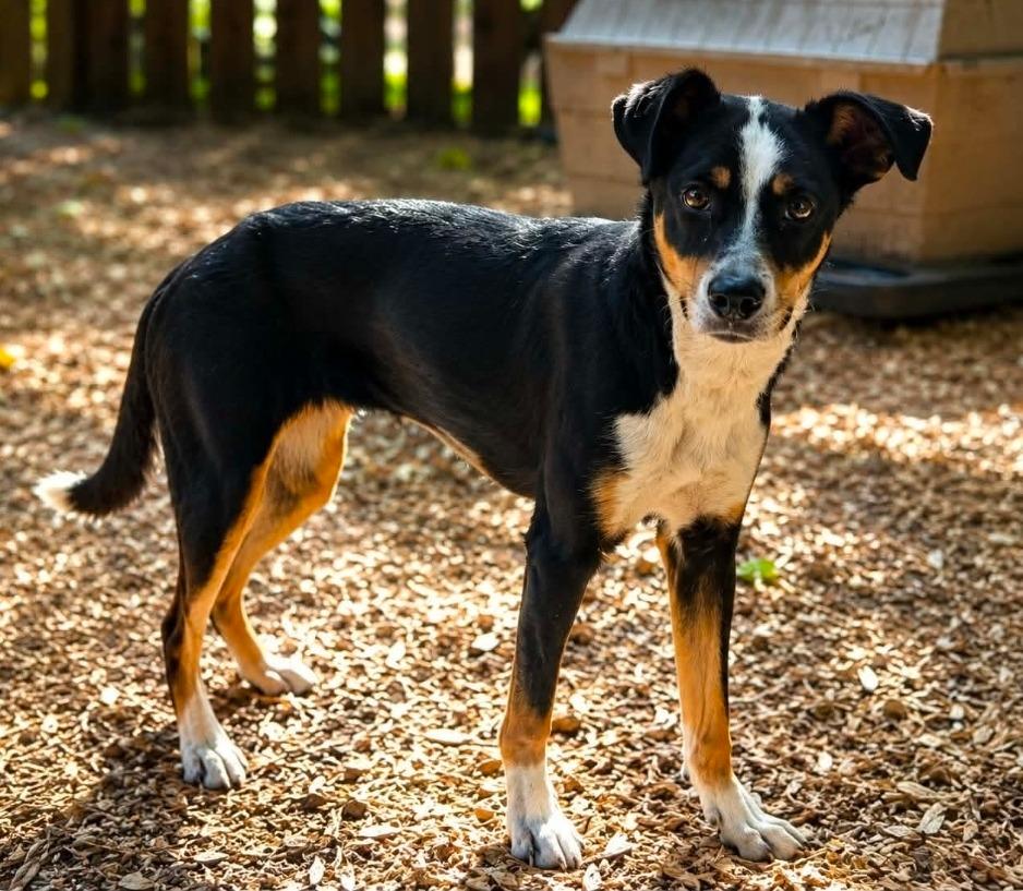 Enlarge Median, a Adopted mixed breed in El Dorado, AR image 2/2