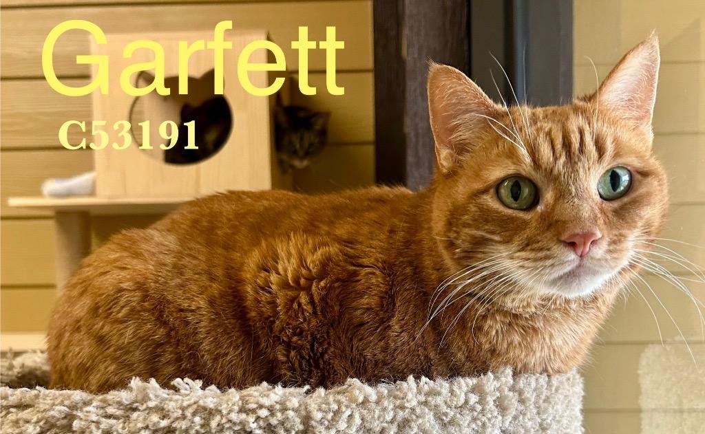 Enlarge Garfett, a Adoptable mixed breed in Clarksville, TN image 1/1