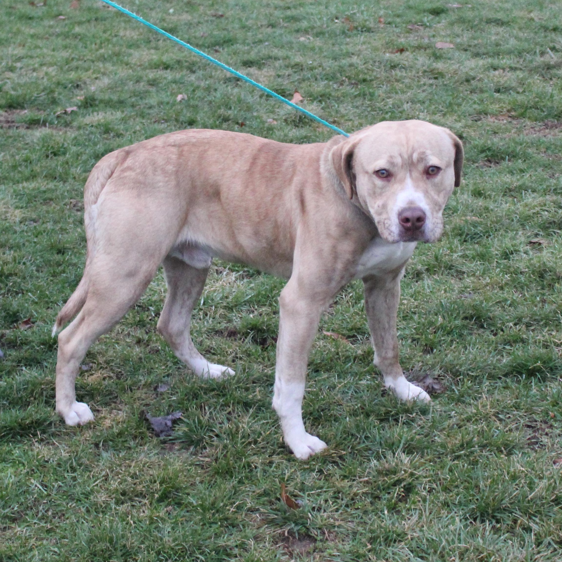 Diesel (8133), Adult Male Pit Bull Terrier