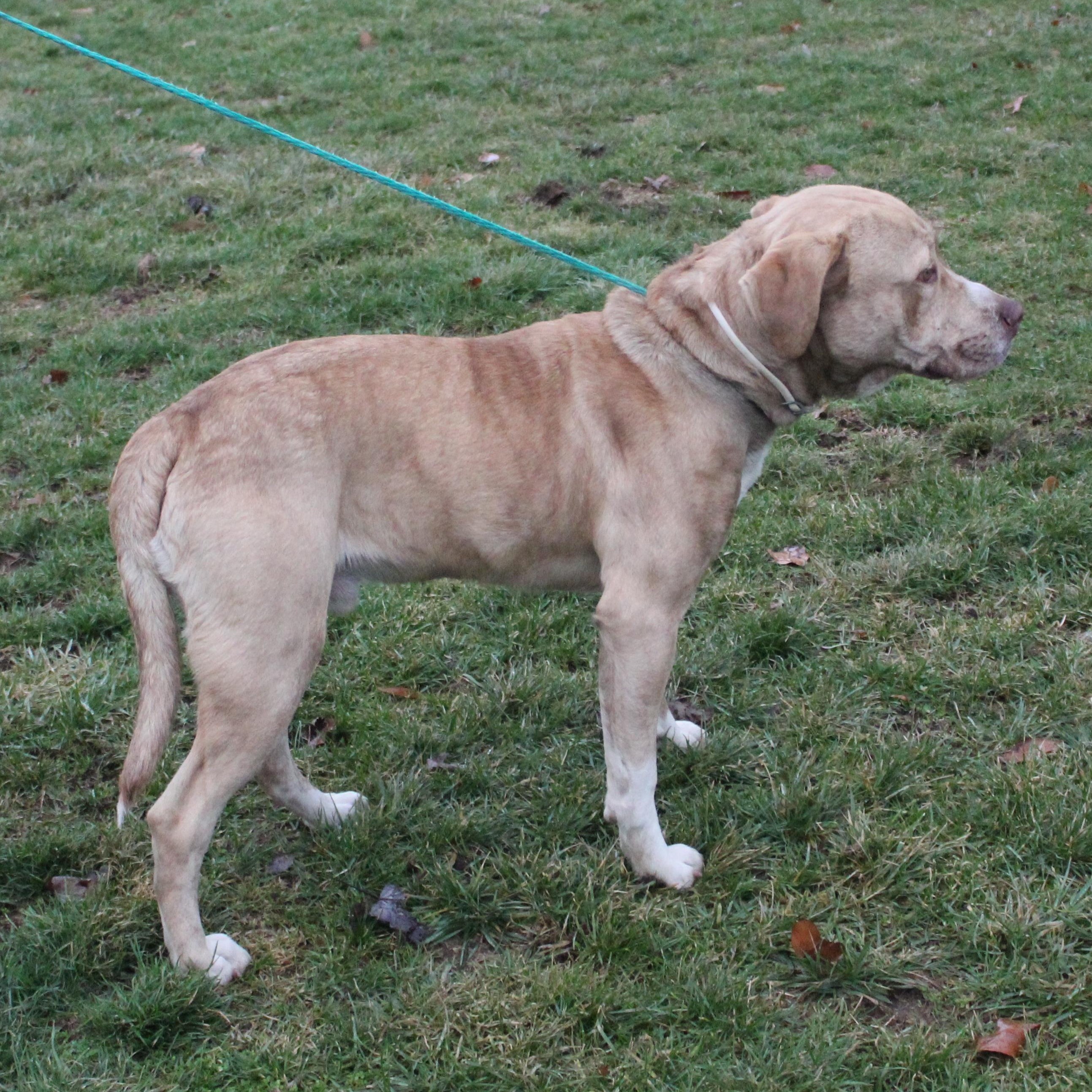 Diesel (8133) photo 2