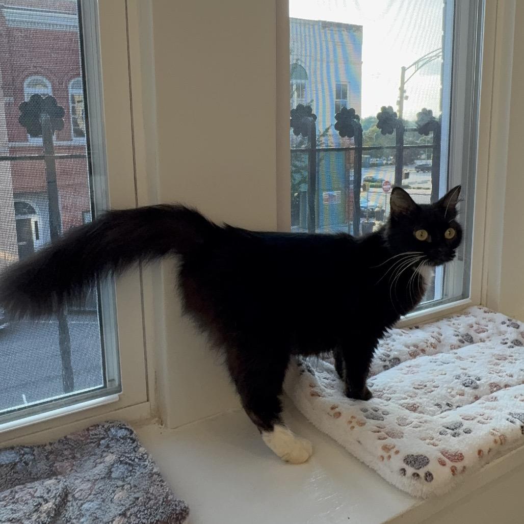 Betty, Adoptable, Young Female Domestic Short Hair.