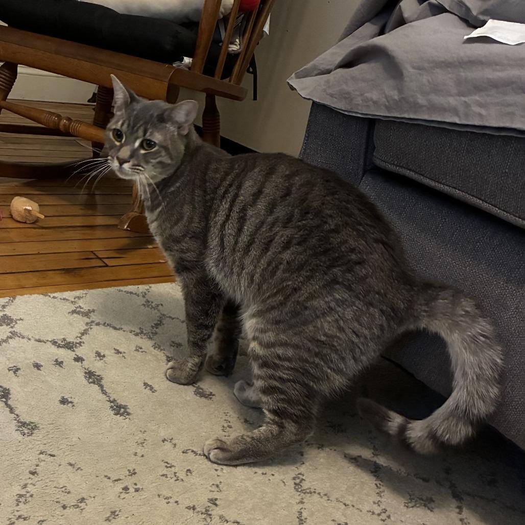 Luffy, Adoptable, Young Male Domestic Short Hair.