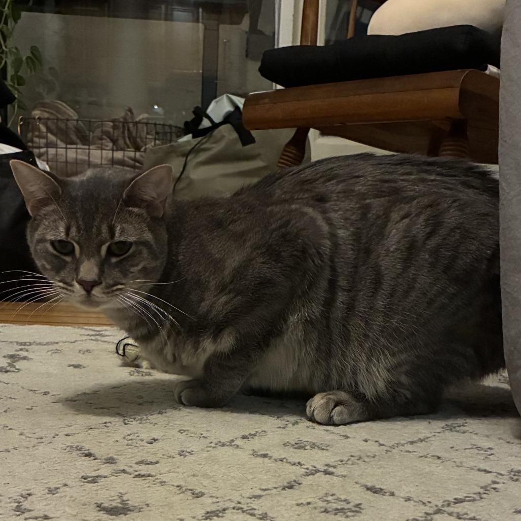 Luffy, a Adoptable Domestic Short Hair in Philadelphia, PA image 2/3