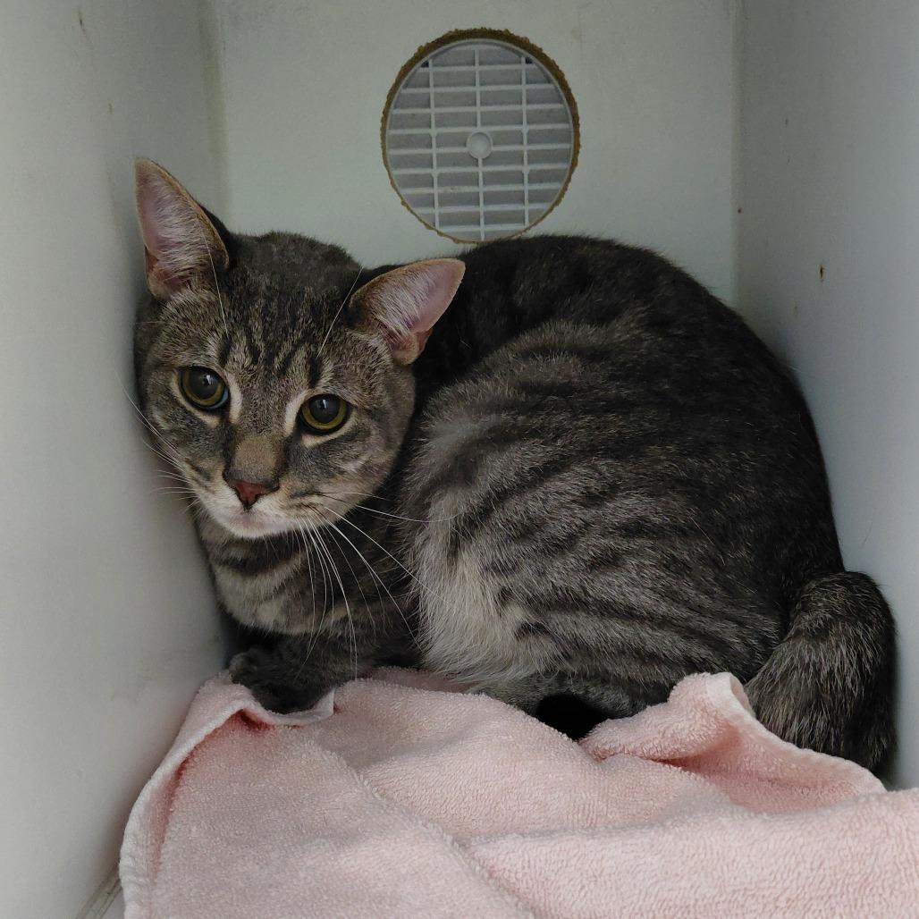 Enlarge Luffy, a Adoptable Domestic Short Hair in Philadelphia, PA image 1/1