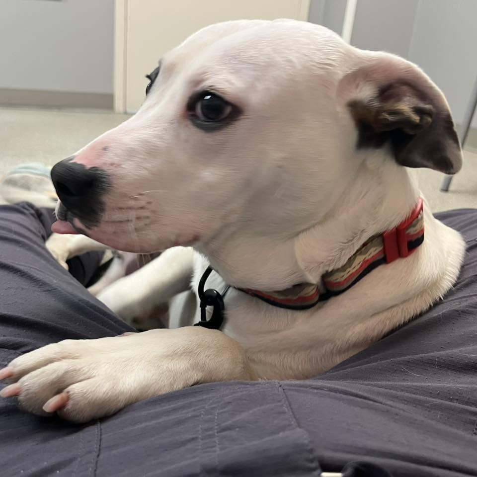 Enlarge Nene, a ADOPTABLE mixed breed in Whitehall, PA image 5/6