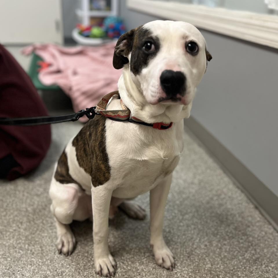 Enlarge Nene, a ADOPTABLE mixed breed in Whitehall, PA image 6/6