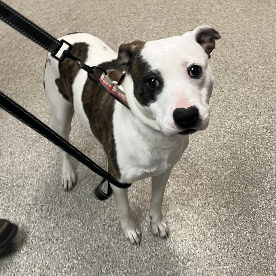 Enlarge Nene, a ADOPTABLE mixed breed in Whitehall, PA image 4/6