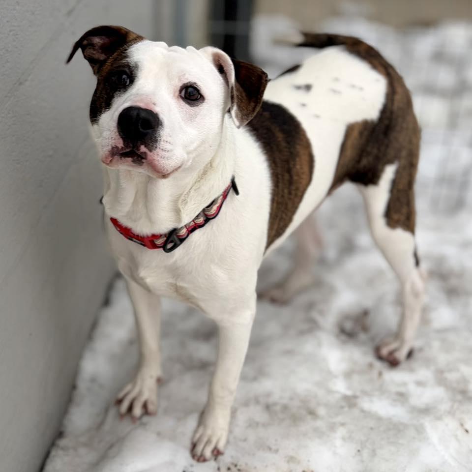 Enlarge Nene, a ADOPTABLE mixed breed in Whitehall, PA image 2/6