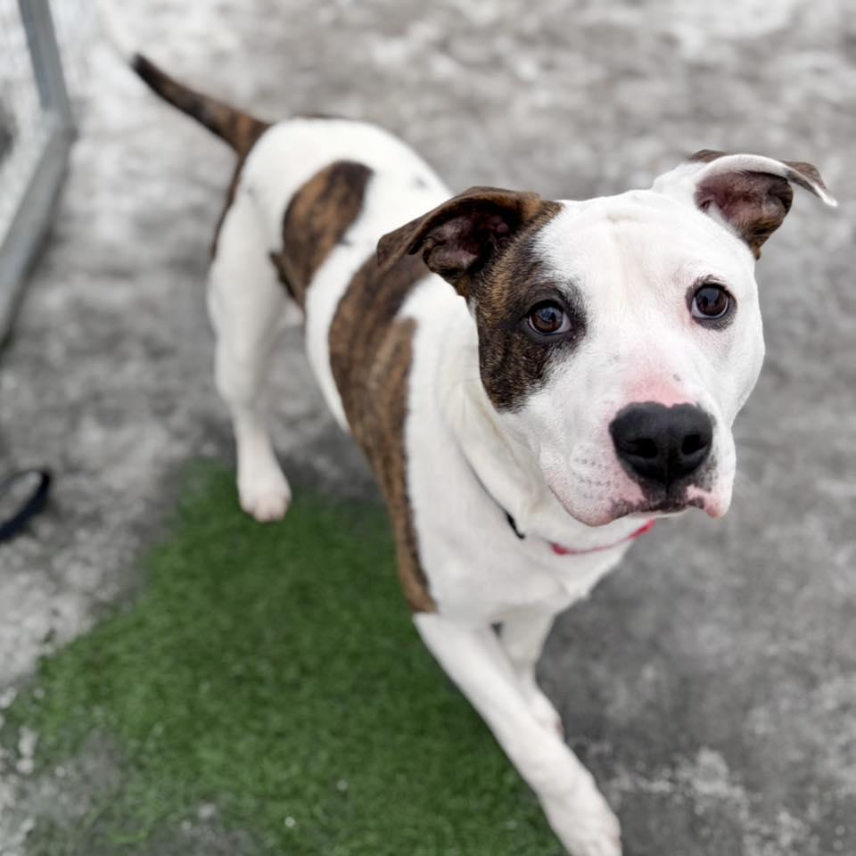 Nene, ADOPTABLE, Young Male Pit Bull Terrier.