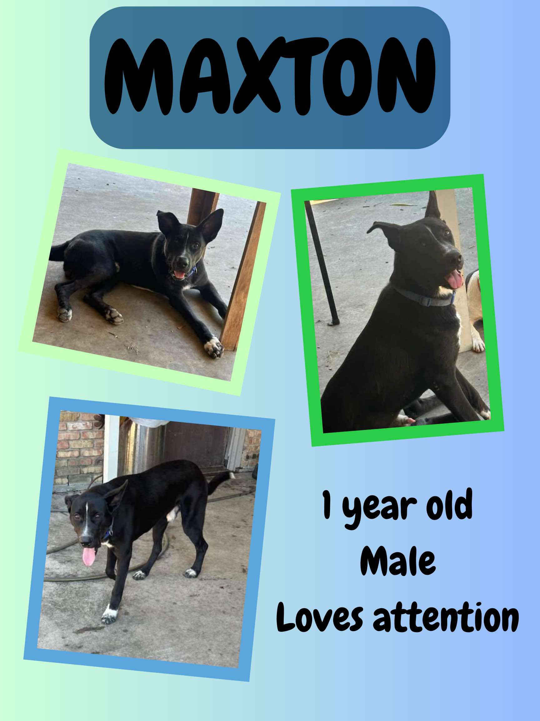 Maxton, Adoptable, Young Male Shepherd.