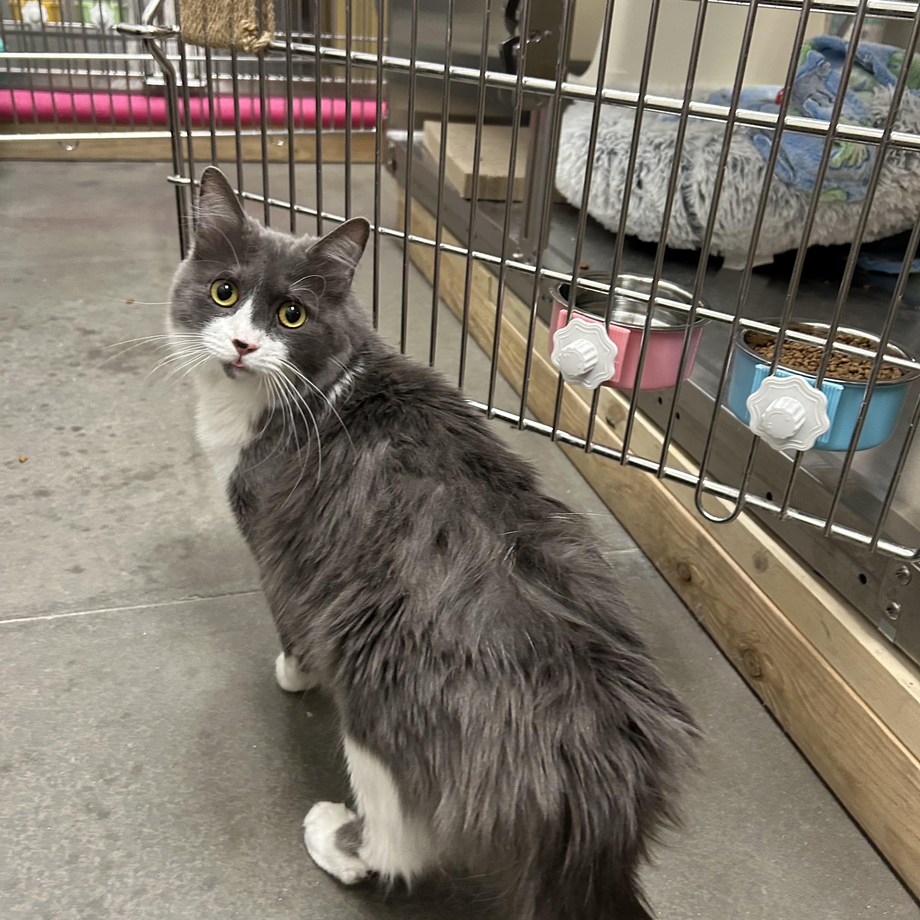 Enlarge Tink, an adopted Domestic Medium Hair in Chandler, AZ image 3/4