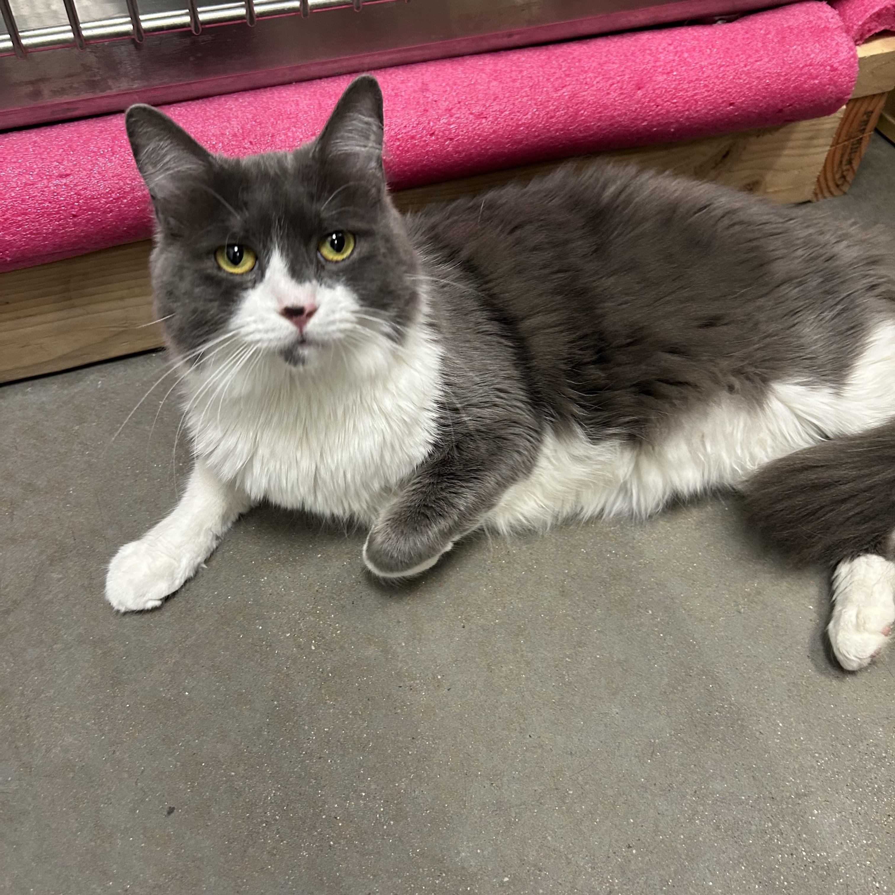 Enlarge Tink, an adopted Domestic Medium Hair in Chandler, AZ image 4/4