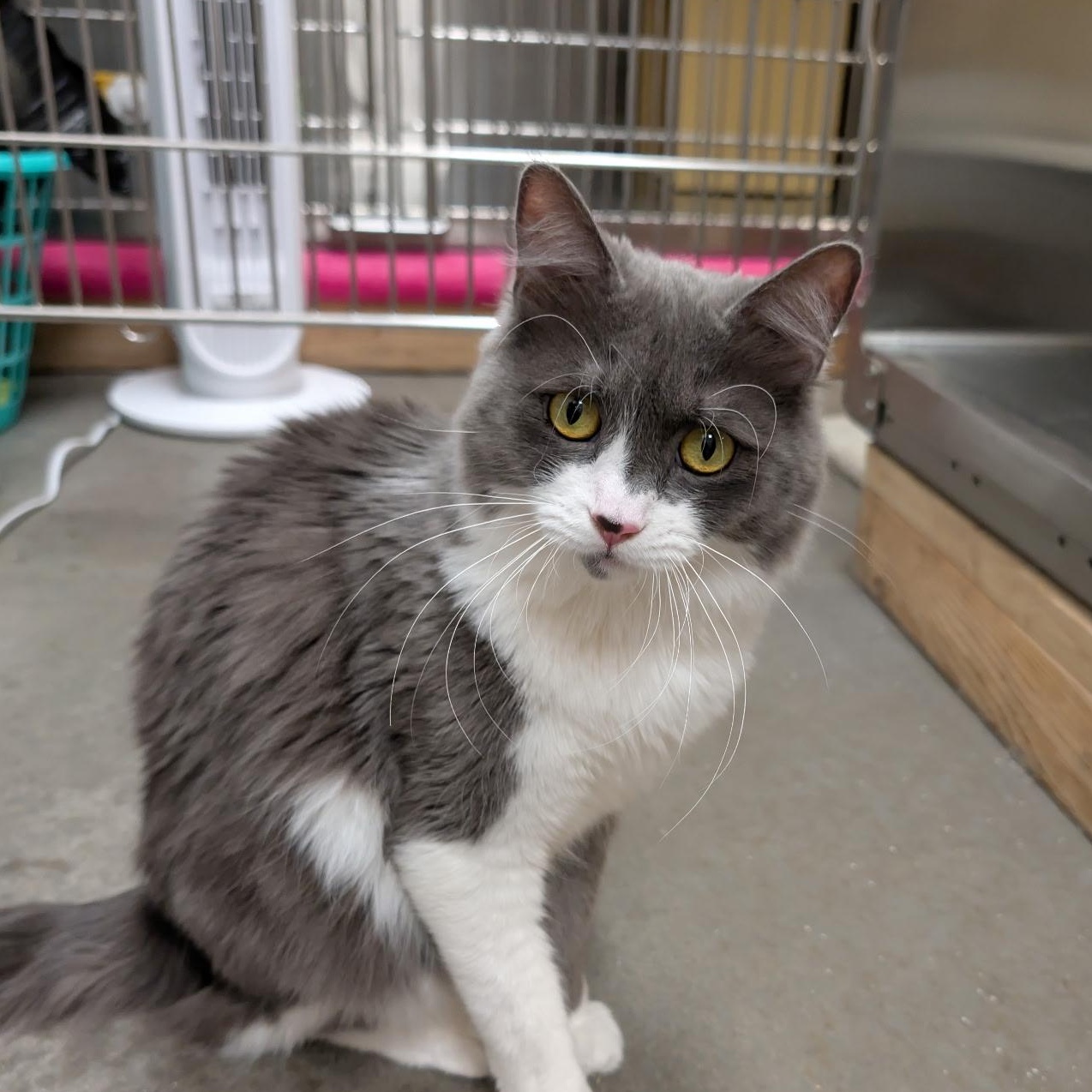 Enlarge Tink, an adopted Domestic Medium Hair in Chandler, AZ image 1/4