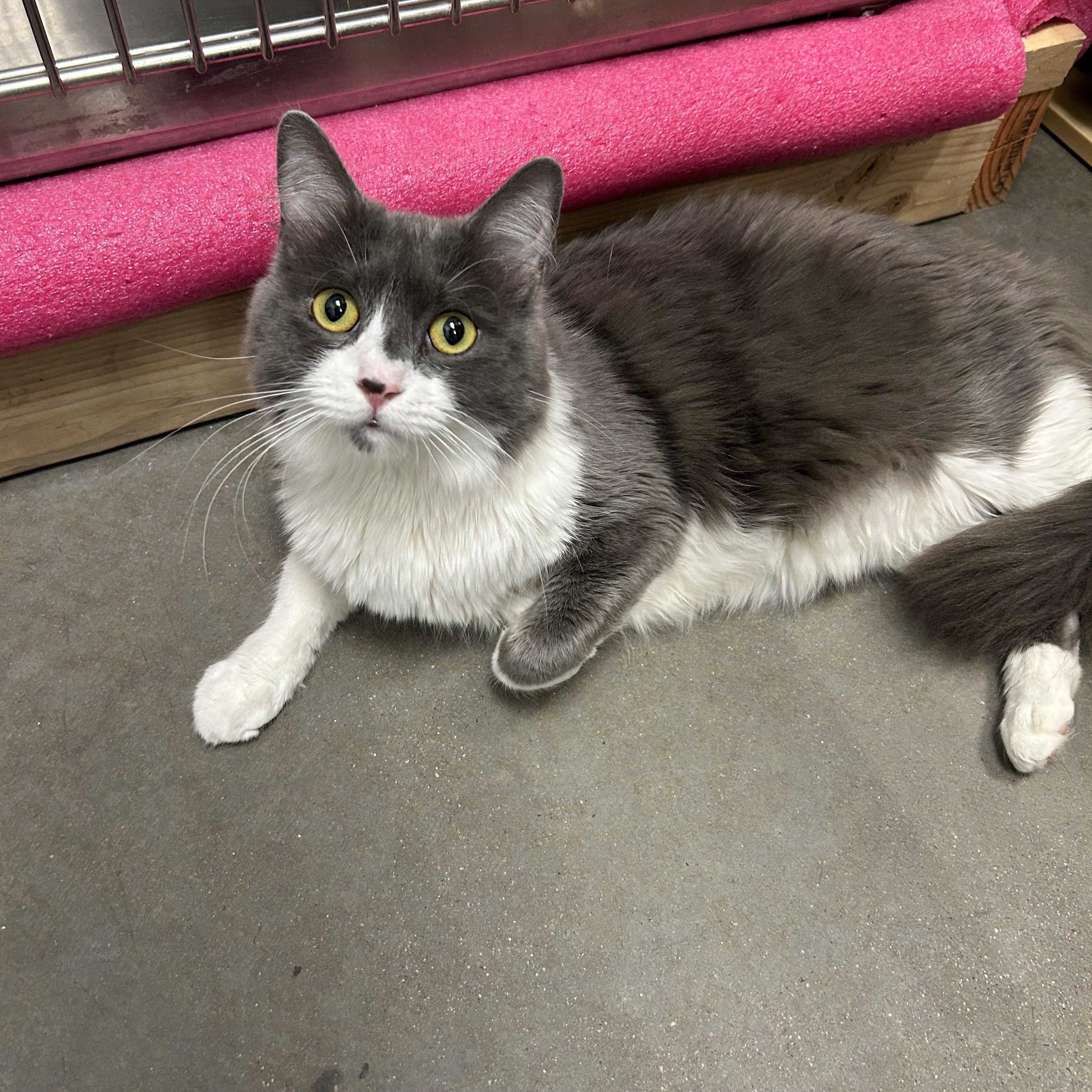 Enlarge Tink, an adopted Domestic Medium Hair in Chandler, AZ image 2/4