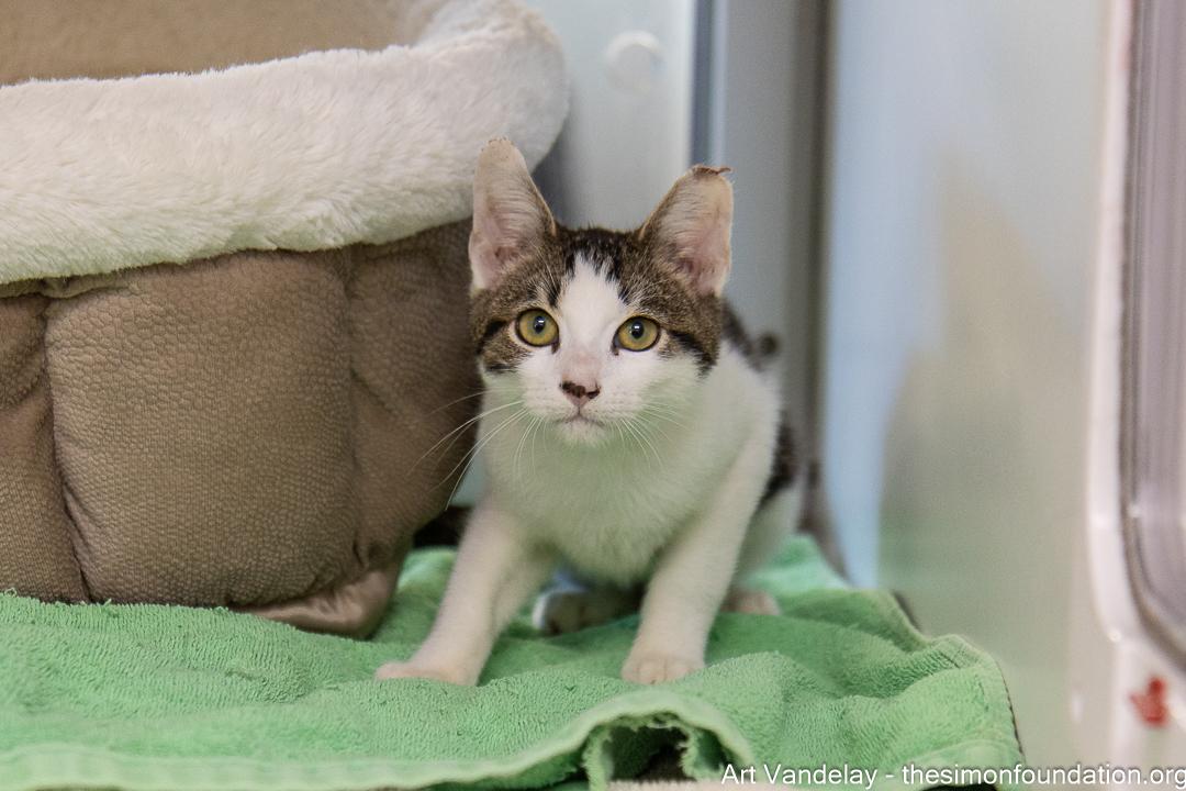 Enlarge Art Vandelay, a Adopted Domestic Short Hair in Bloomfield, CT image 2/4