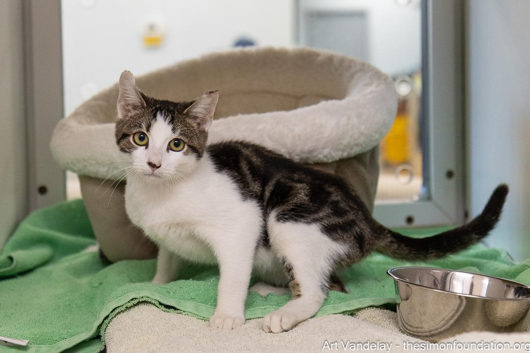 Enlarge Art Vandelay, a Adopted Domestic Short Hair in Bloomfield, CT image 4/4